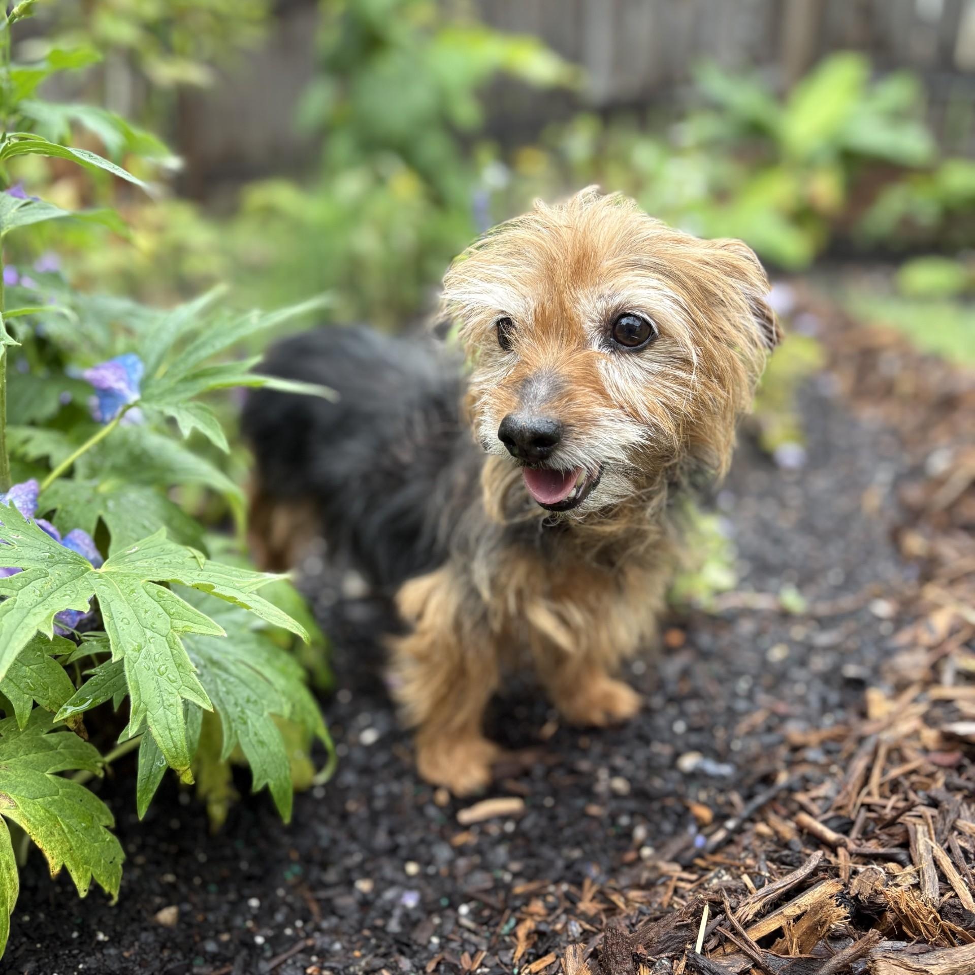 Thelma, adoptable, Senior Female Yorkshire Terrier.