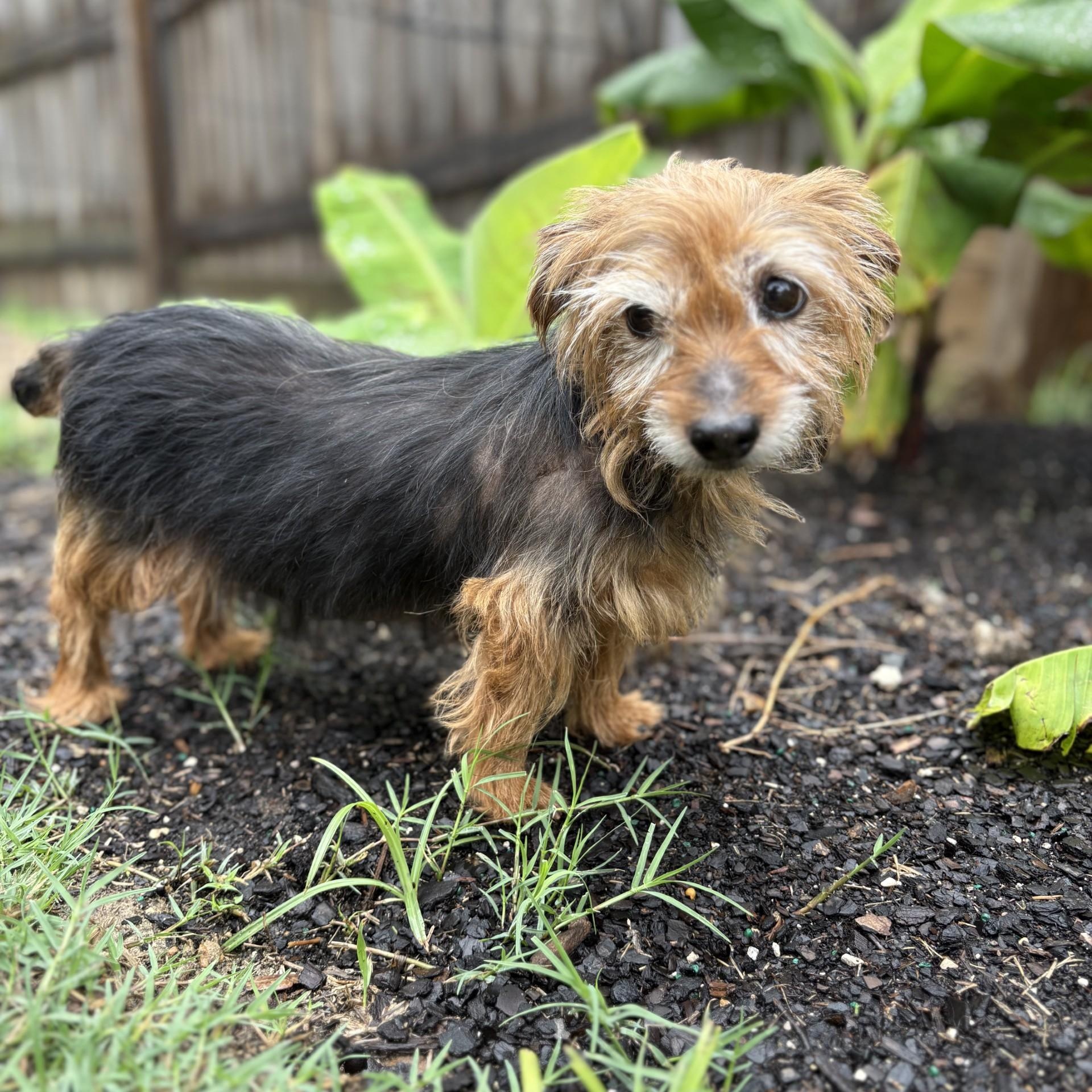 Enlarge Thelma, an adoptable mixed breed in Converse, TX image 2/3