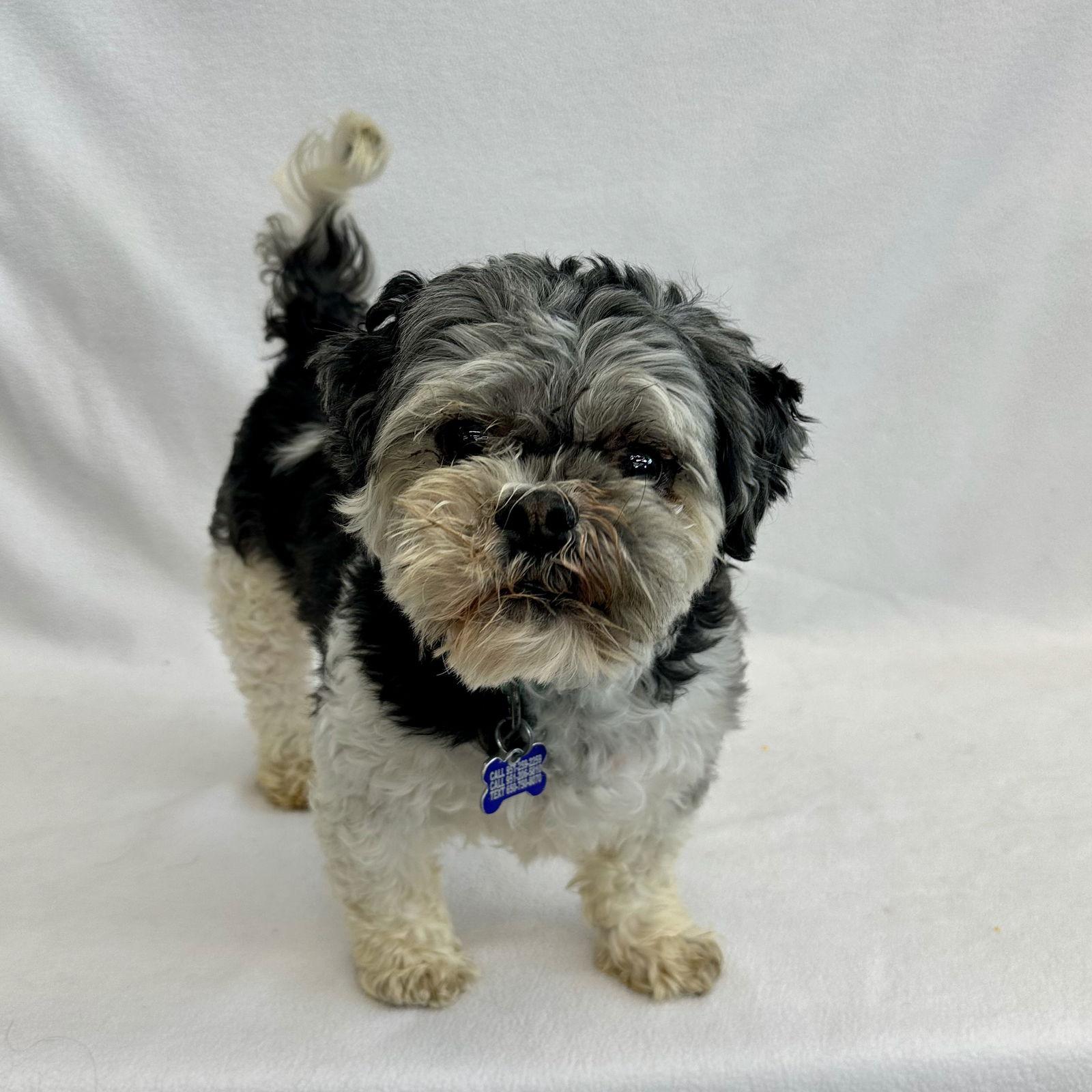 Enlarge Brussel Sprout, a Adoptable Shih Tzu in Palo Alto, CA image 1/3