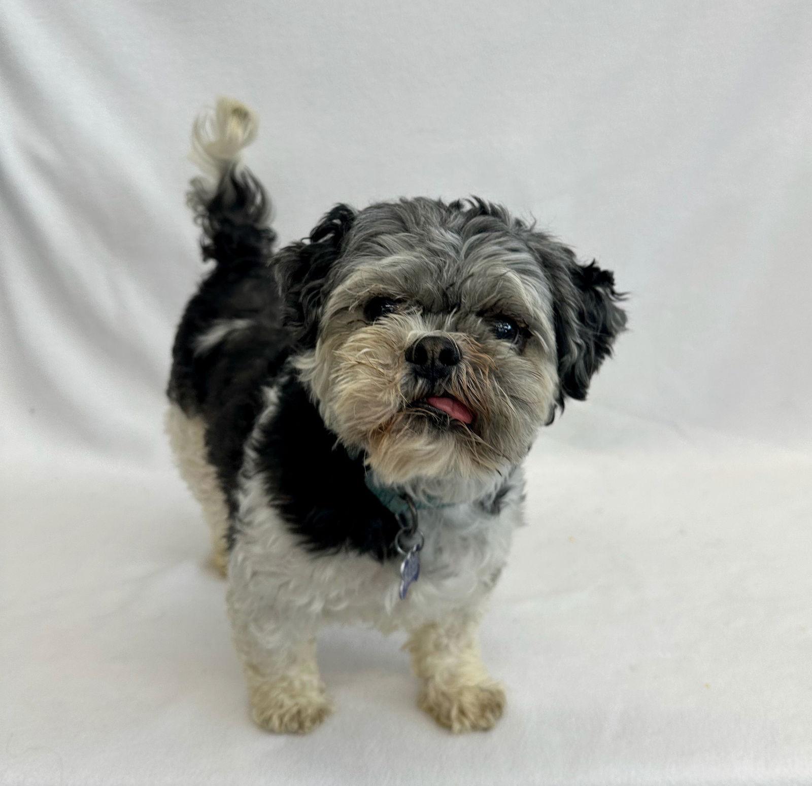 Enlarge Brussel Sprout, a Adoptable Shih Tzu in Palo Alto, CA image 2/3