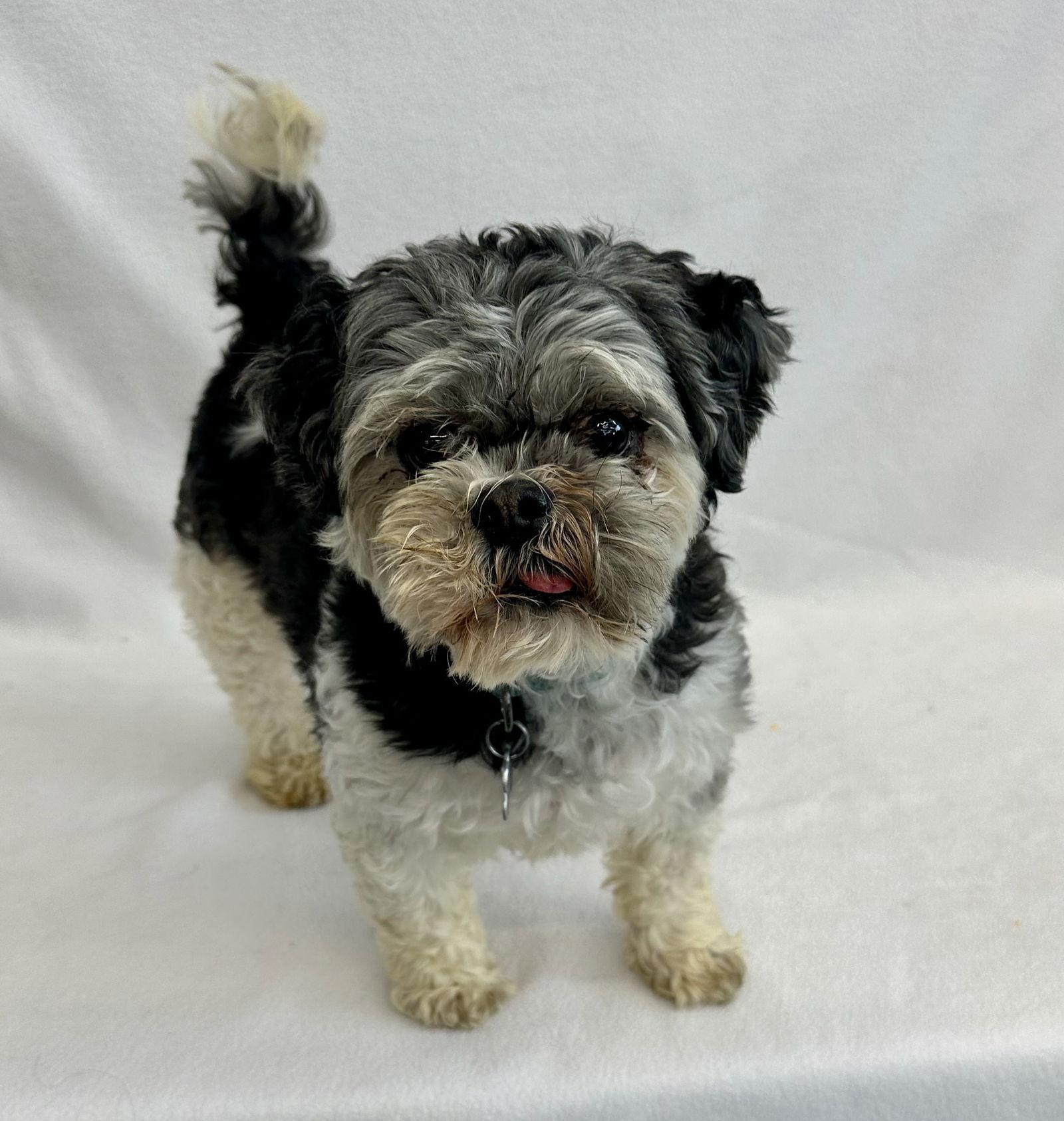 Enlarge Brussel Sprout, a Adoptable Shih Tzu in Palo Alto, CA image 3/3