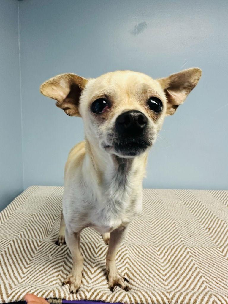 Cheese, a Adoptable Chihuahua in Lovingston, VA image 1/3