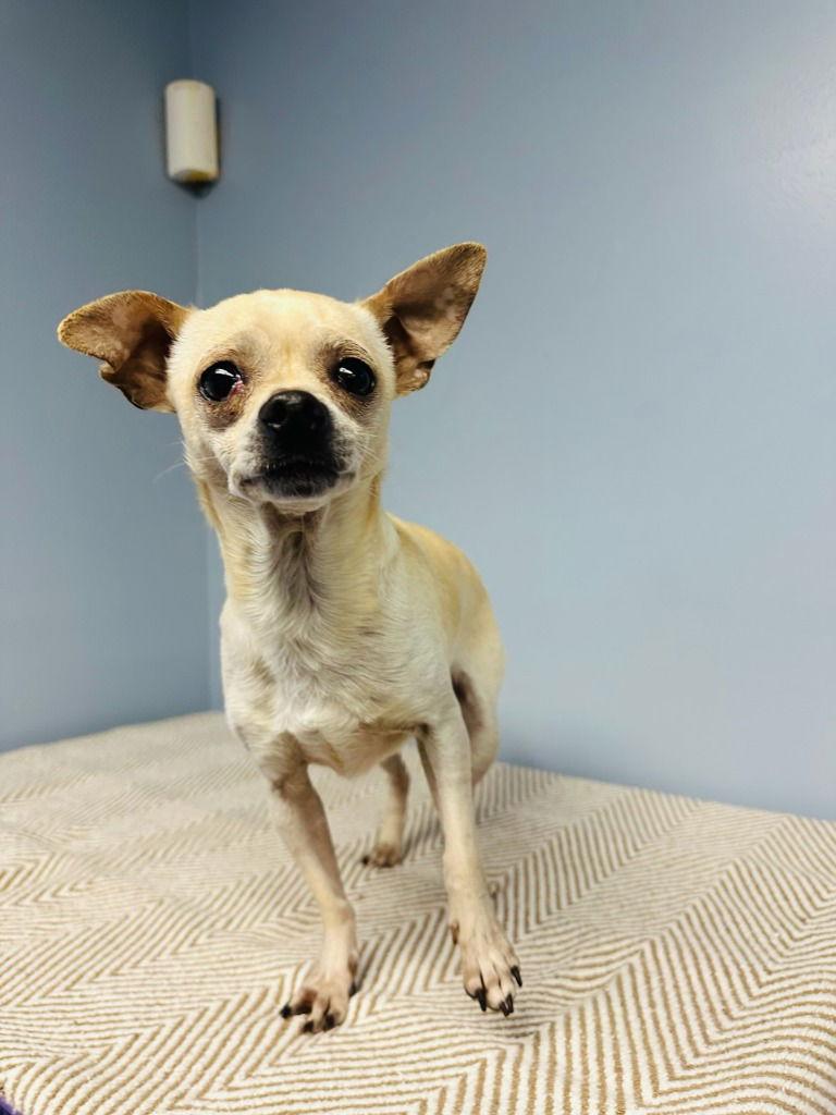 Cheese, a Adoptable Chihuahua in Lovingston, VA image 3/3