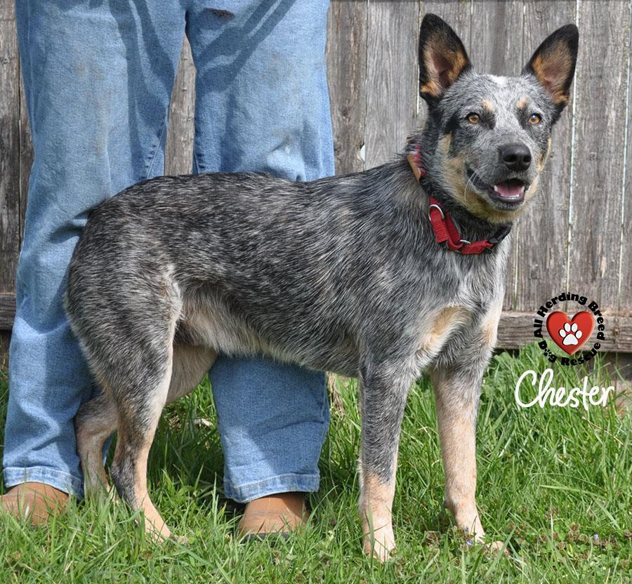 Enlarge Chester, a ADOPTABLE Cattle Dog in Joliet, IL image 2/4