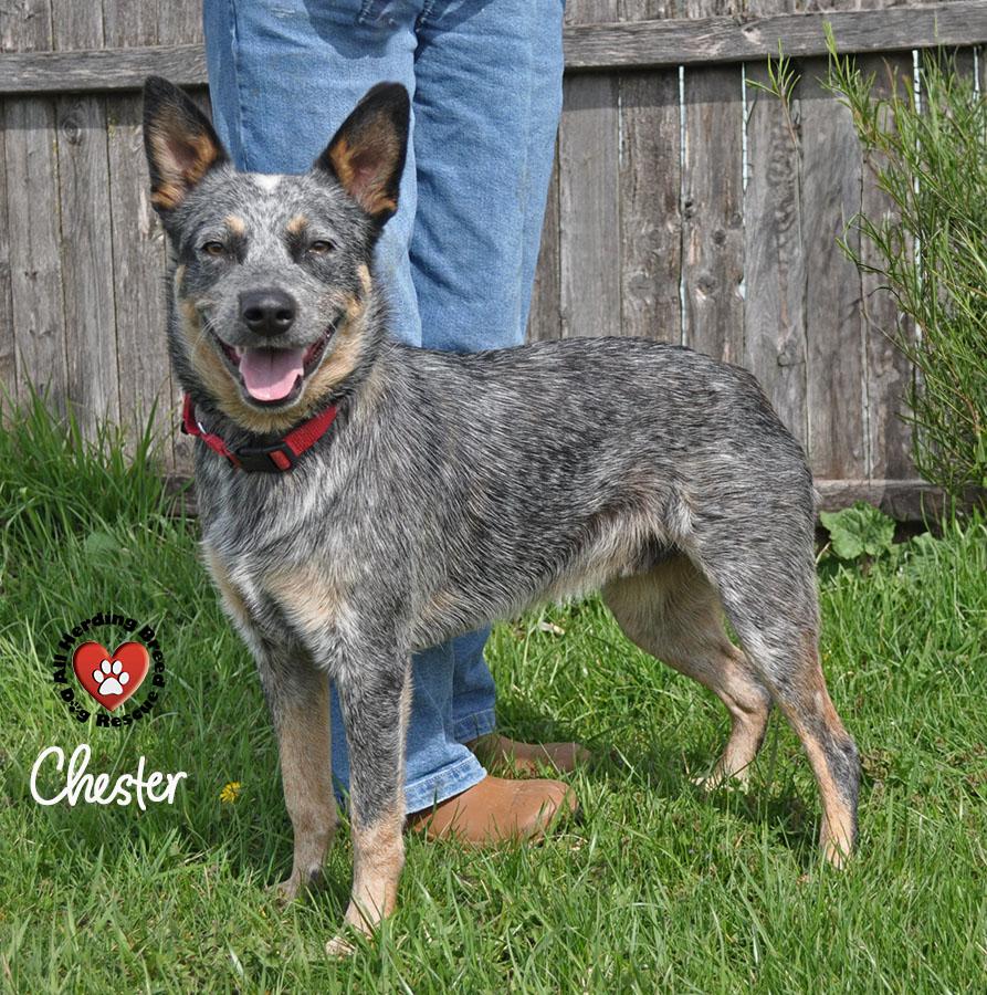 Enlarge Chester, a ADOPTABLE Cattle Dog in Joliet, IL image 4/4