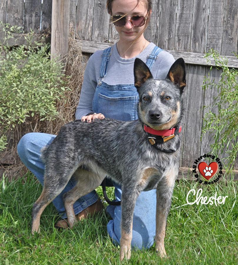 Chester, ADOPTABLE, Puppy Male Cattle Dog.