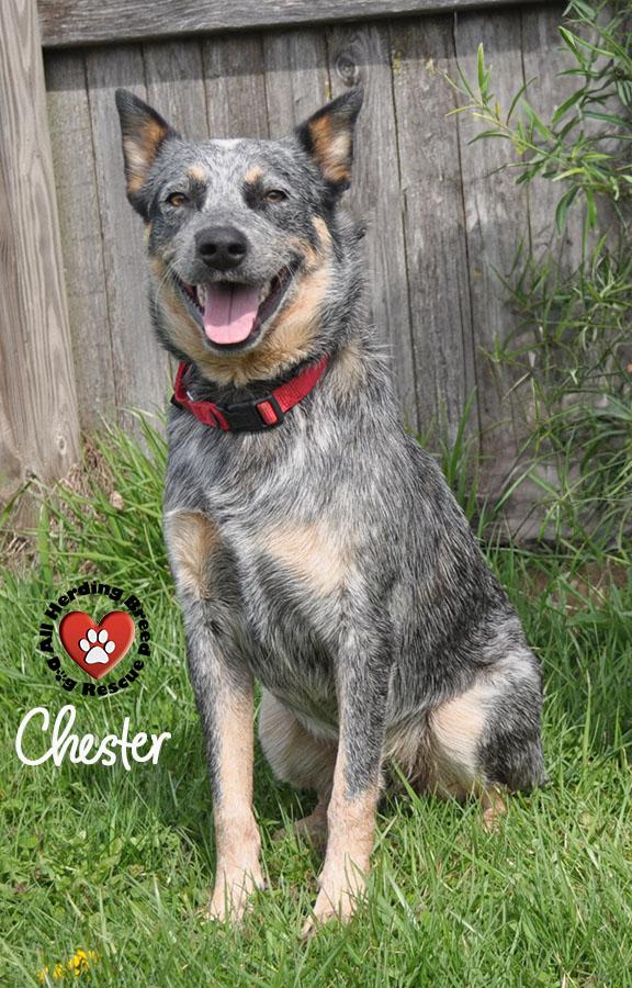 Enlarge Chester, a ADOPTABLE Cattle Dog in Joliet, IL image 3/4
