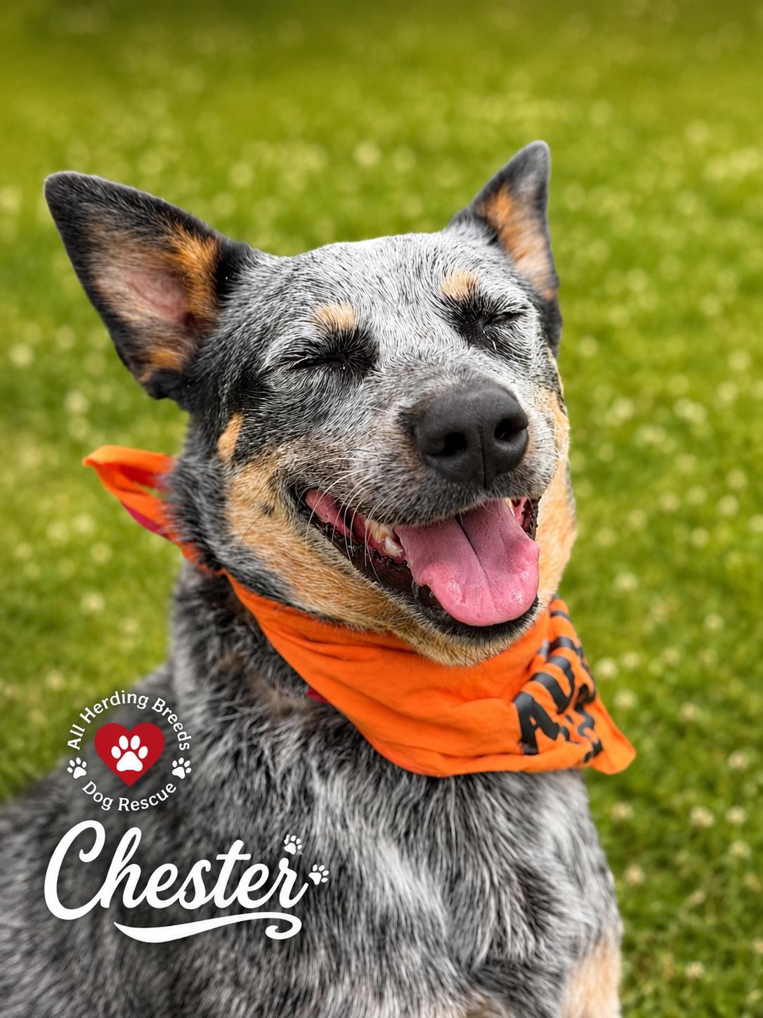 Enlarge Chester, a ADOPTABLE Cattle Dog in Joliet, IL image 1/5