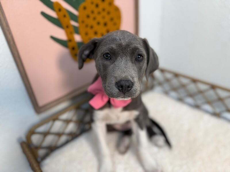 Sid baby cutes — thumbnail 3