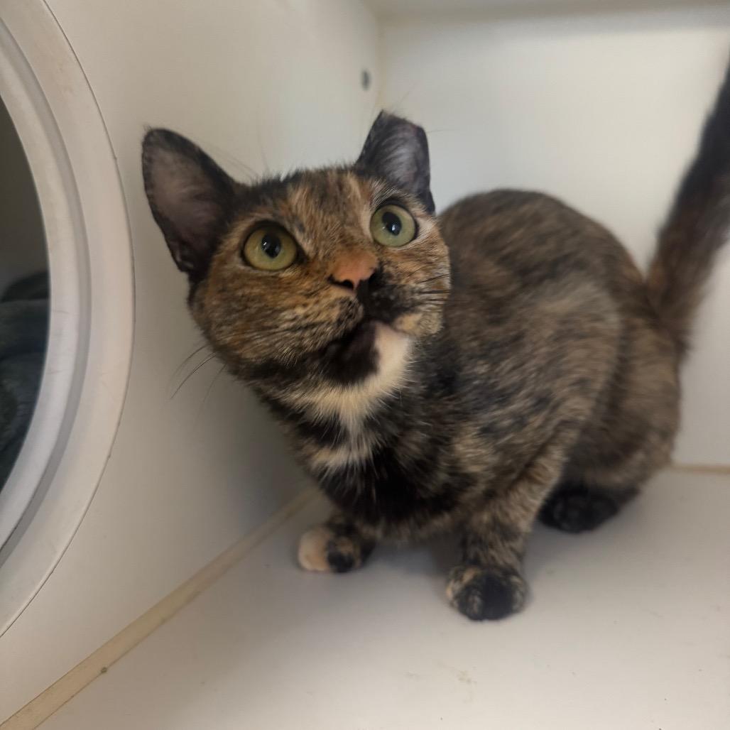 Enlarge Tangie, a Adoptable Domestic Short Hair in Buellton, CA image 1/6