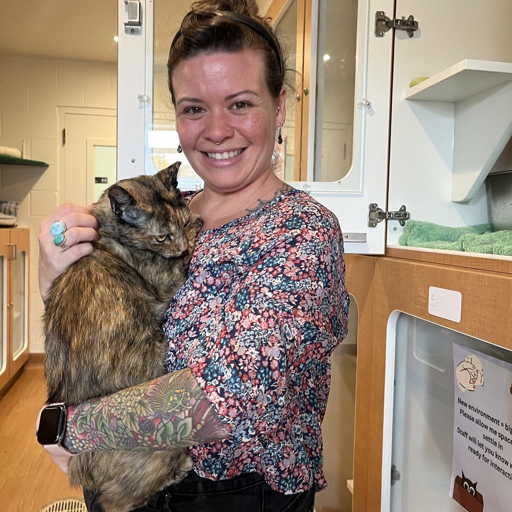 Enlarge Tangie, a Adoptable Domestic Short Hair in Buellton, CA image 2/6