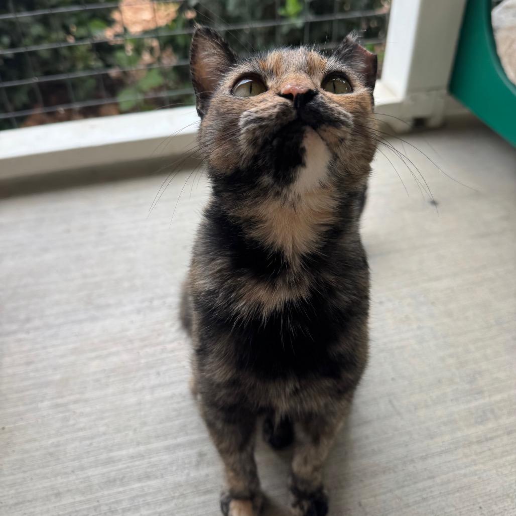 Enlarge Tangie, a Adoptable Domestic Short Hair in Buellton, CA image 3/6
