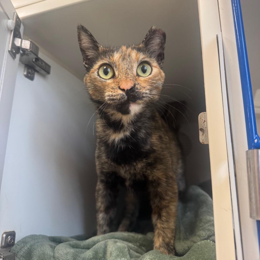 Enlarge Tangie, a Adoptable Domestic Short Hair in Buellton, CA image 4/6