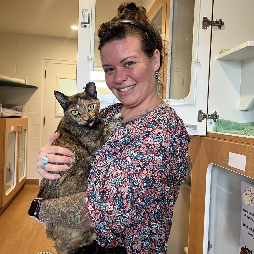 Enlarge Tangie, a Adoptable Domestic Short Hair in Buellton, CA image 5/6