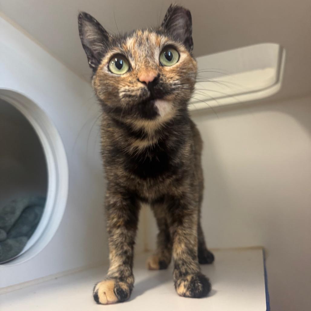 Enlarge Tangie, a Adoptable Domestic Short Hair in Buellton, CA image 6/6