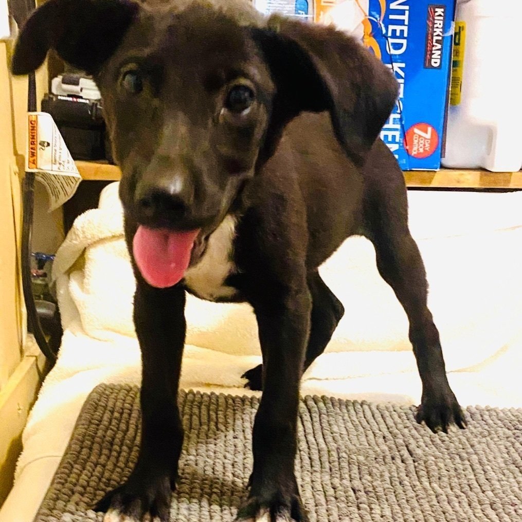 Cassie, a Adoptable mixed breed in Grand Bay, AL image 1/6