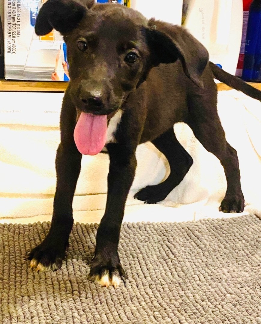 Cassie, a Adoptable mixed breed in Grand Bay, AL image 2/6