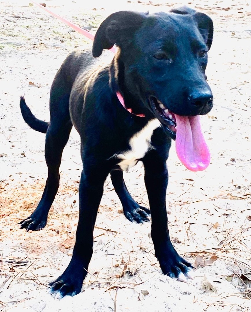 Cassie, a Adoptable mixed breed in Grand Bay, AL image 3/6
