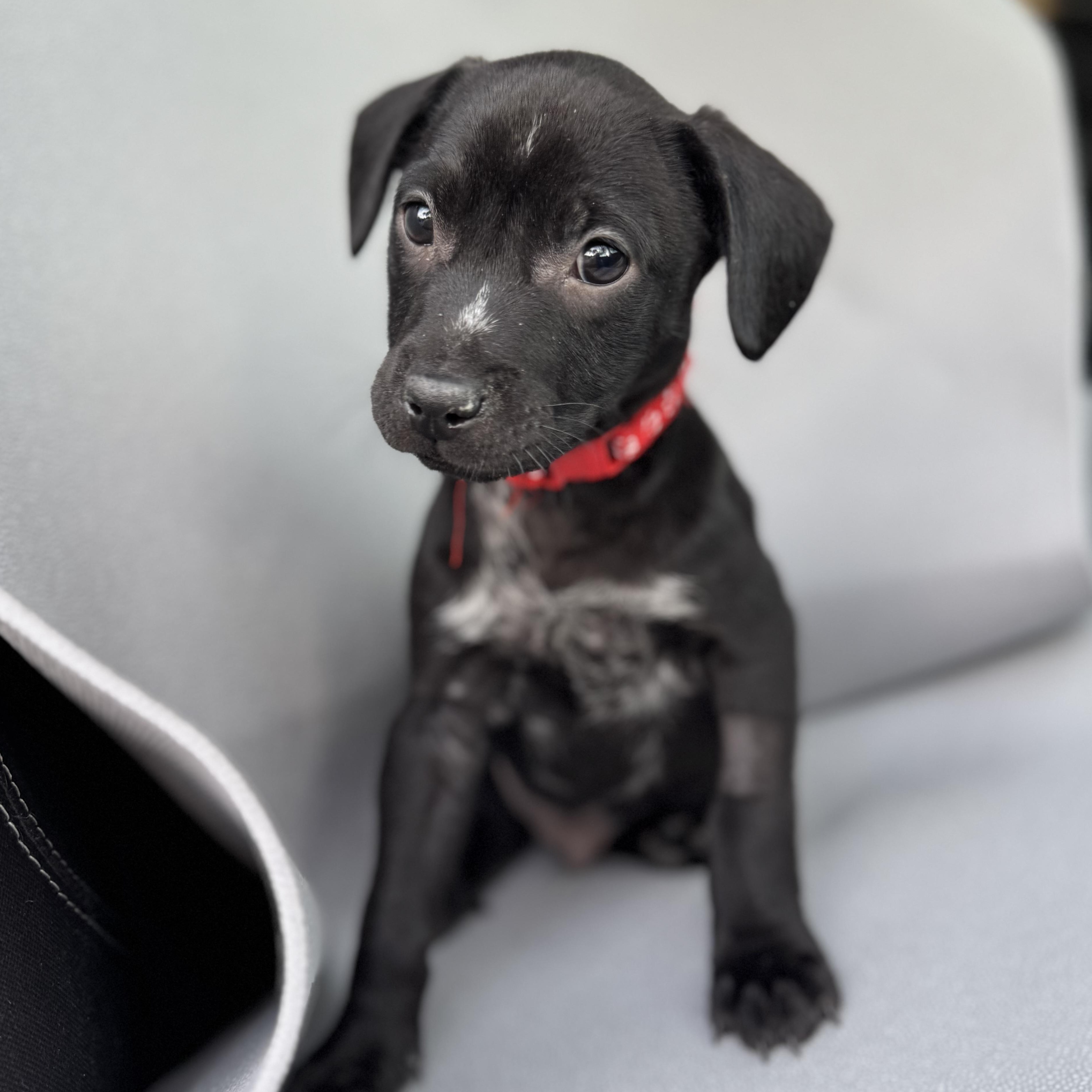 Enlarge Honeybunch , an adopted mixed breed in Henderson, NV image 3/3