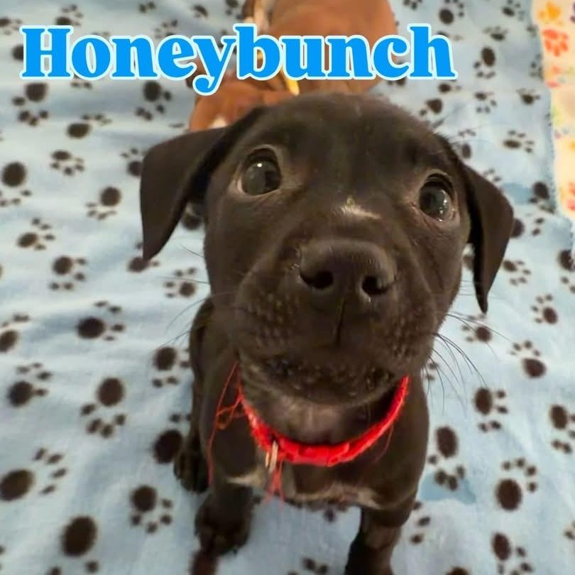 Honeybunch , adopted, Puppy Male Mixed Breed.