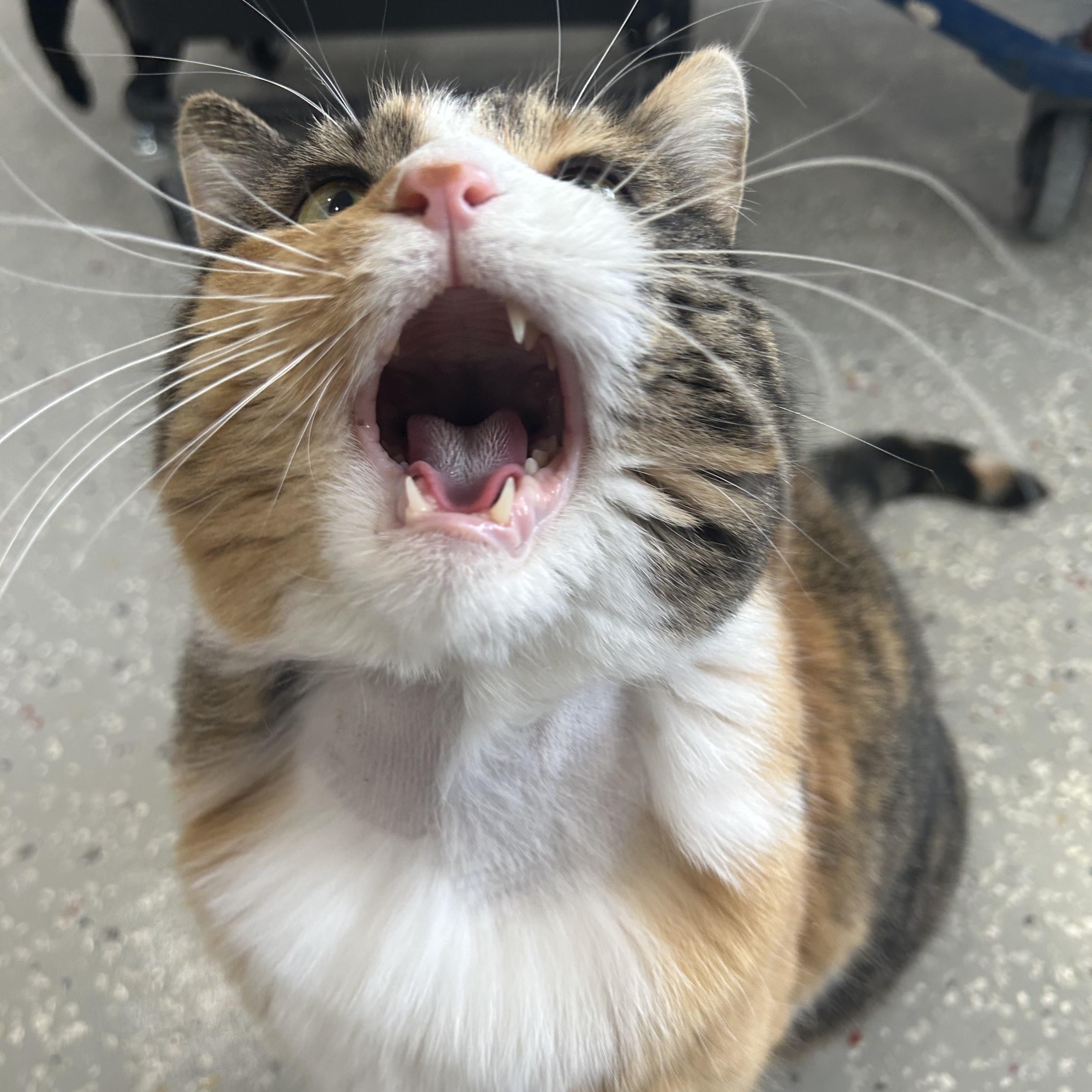 Mandee, Adult Female Domestic Short Hair