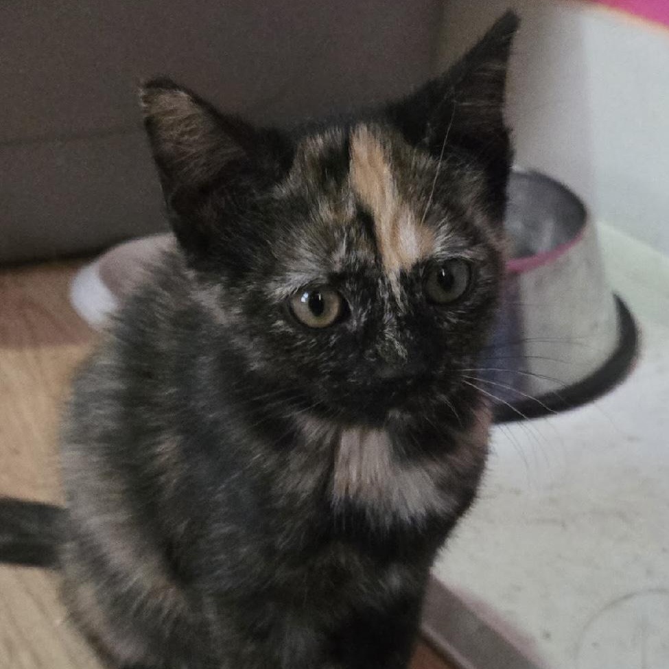 Amber, Baby Female Domestic Short Hair