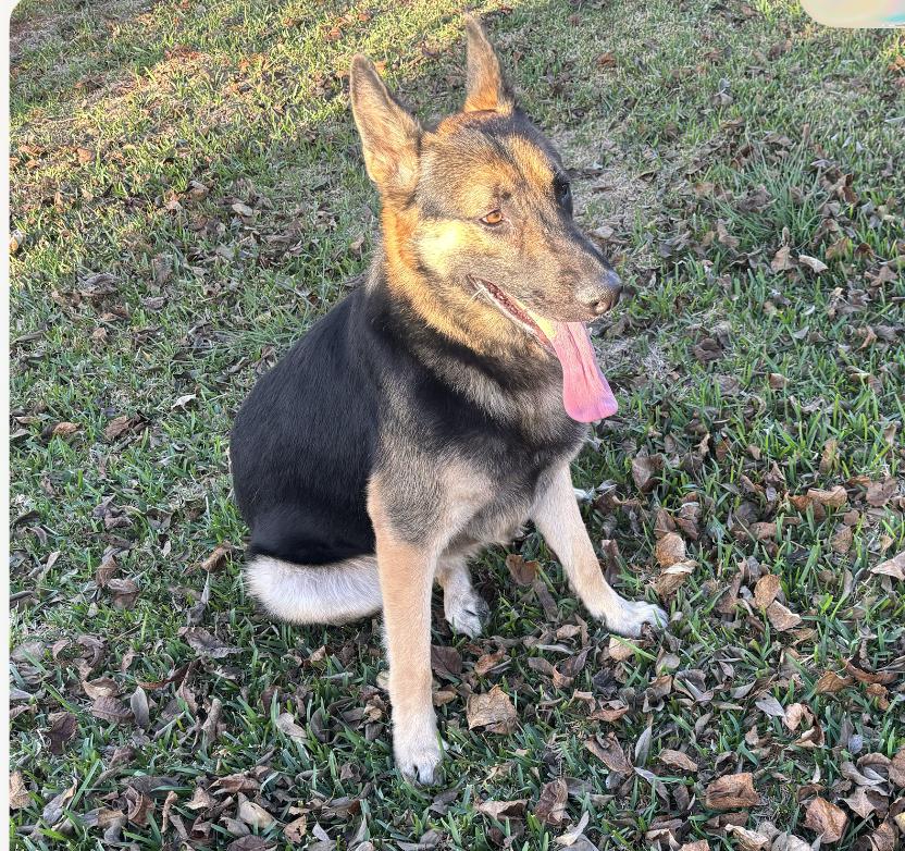 Enlarge Forman, an adopted German Shepherd Dog in Salem, OR image 3/6