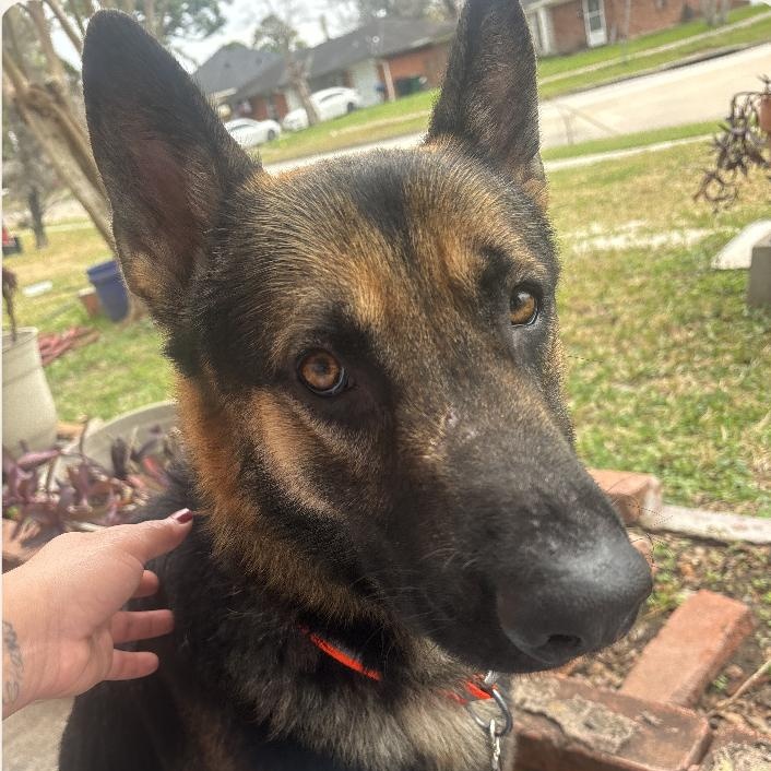 Forman, adopted, Young Male German Shepherd Dog.