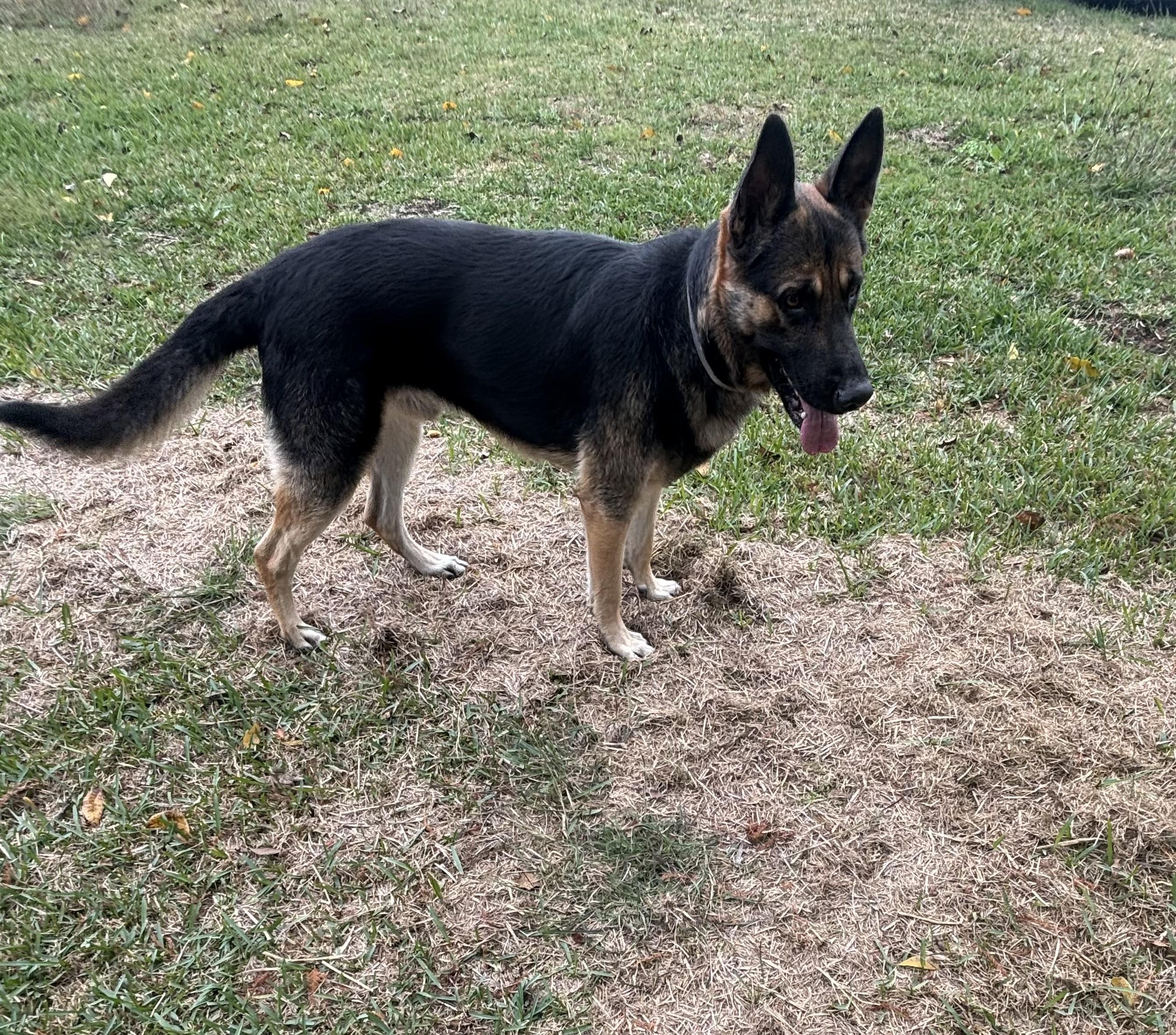 Enlarge Forman, an adopted German Shepherd Dog in Salem, OR image 4/6