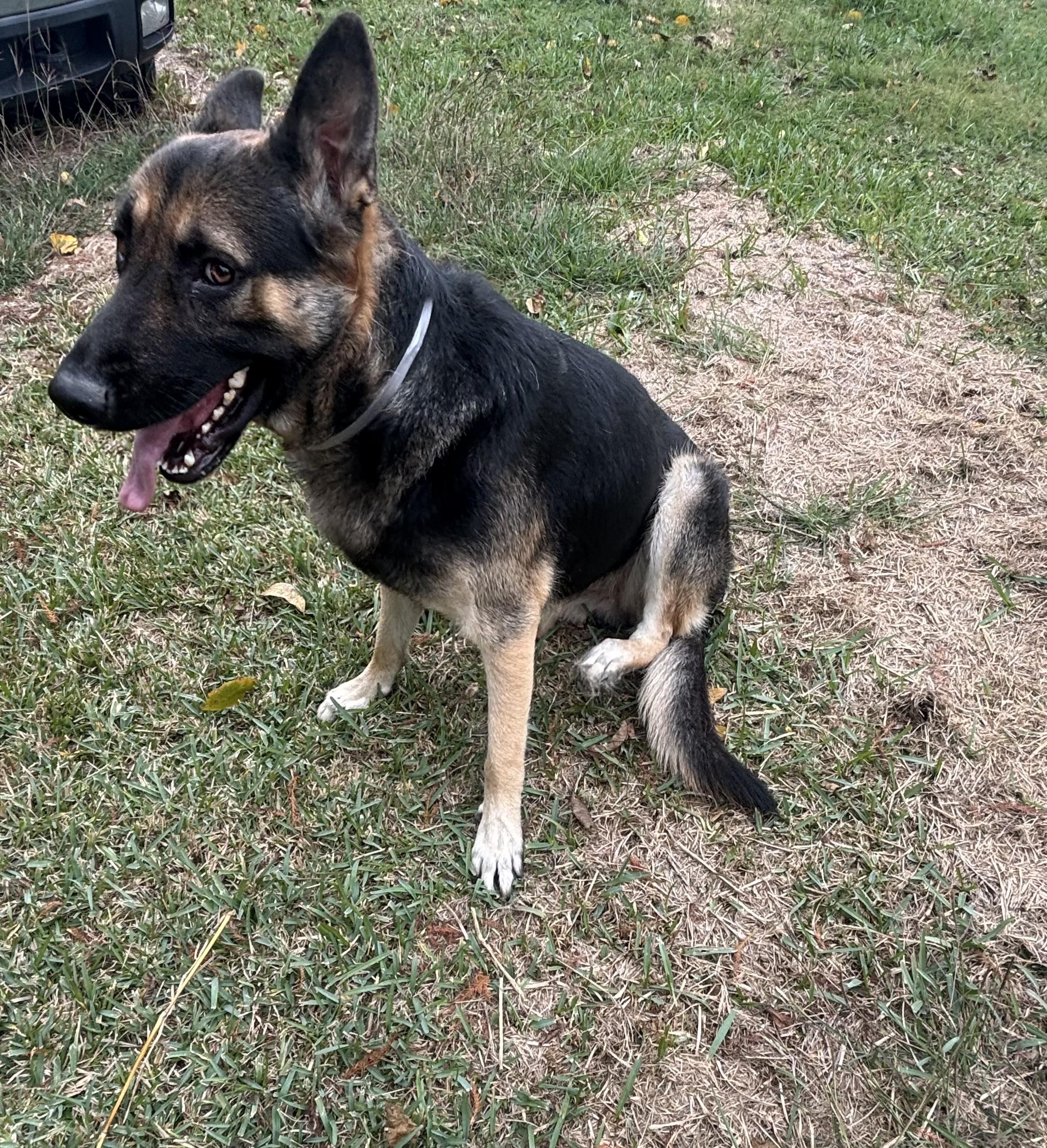 Enlarge Forman, an adopted German Shepherd Dog in Salem, OR image 2/6