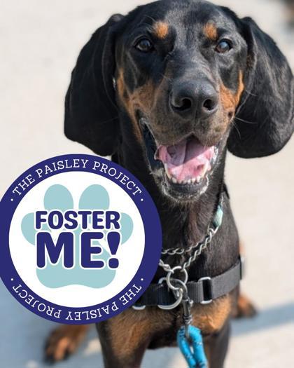 Crinkle, Adoptable, Adult Male Coonhound.