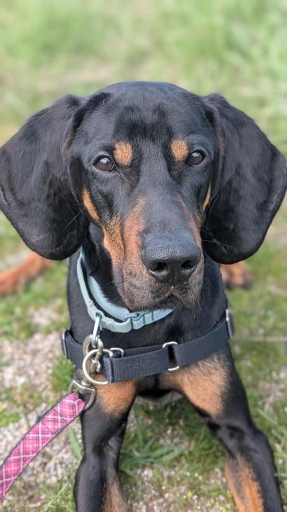 Enlarge Crinkle, a Adoptable mixed breed in Guelph, ON image 3/5