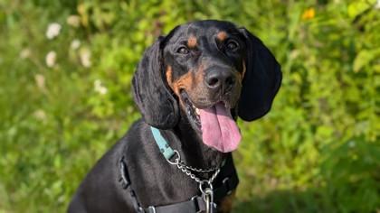 Enlarge Crinkle, a Adoptable mixed breed in Guelph, ON image 5/5