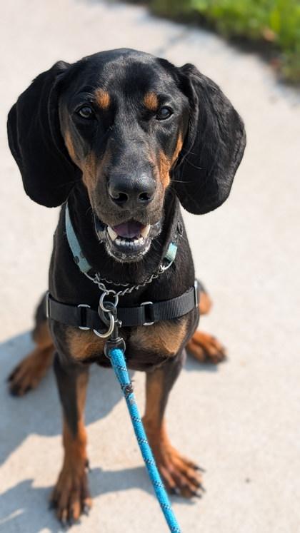 Enlarge Crinkle, a Adoptable mixed breed in Guelph, ON image 2/5