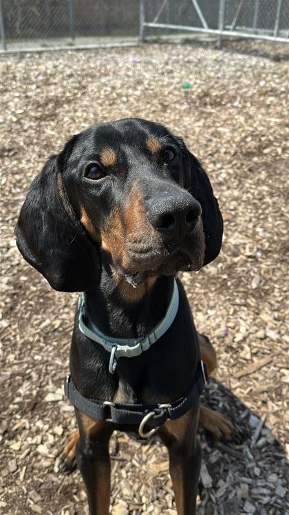 Enlarge Crinkle, a Adoptable mixed breed in Guelph, ON image 4/5