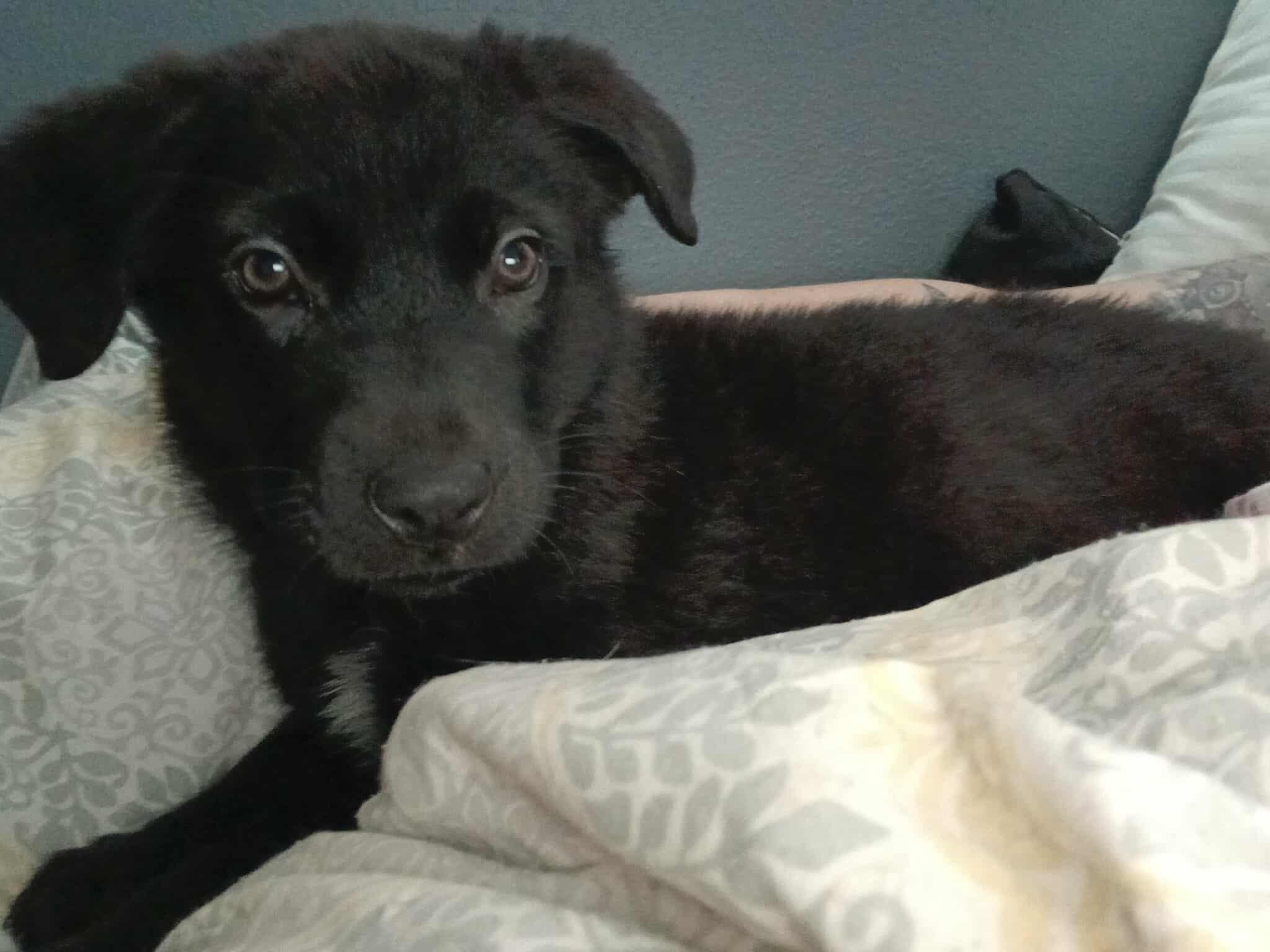 Enlarge Ursula, an adopted Mixed Breed in Kenosha, WI image 5/6
