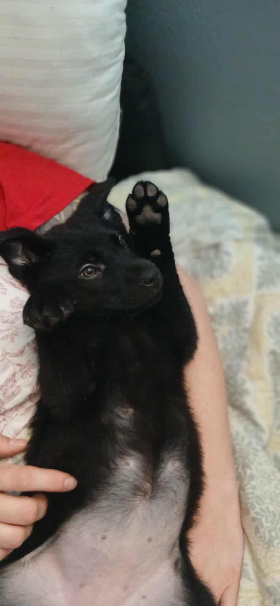 Enlarge Ursula, an adopted Mixed Breed in Kenosha, WI image 3/6