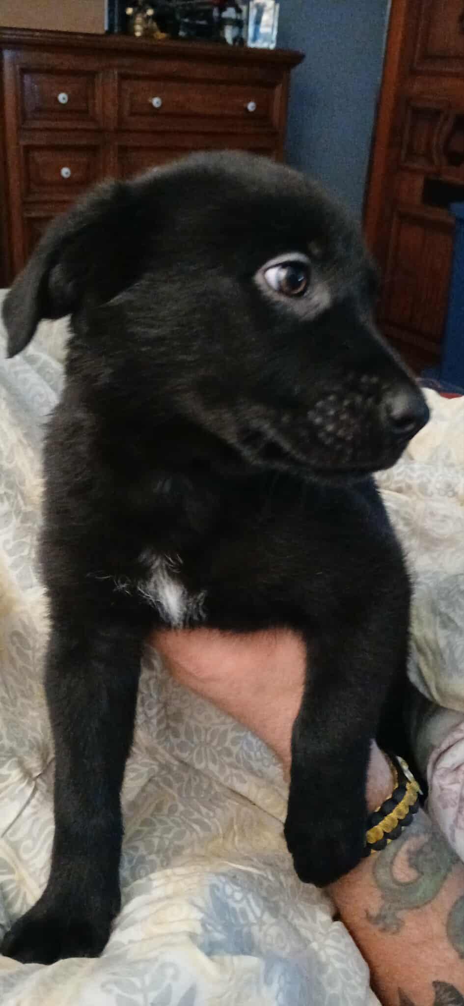 Enlarge Ursula, an adopted Mixed Breed in Kenosha, WI image 2/6