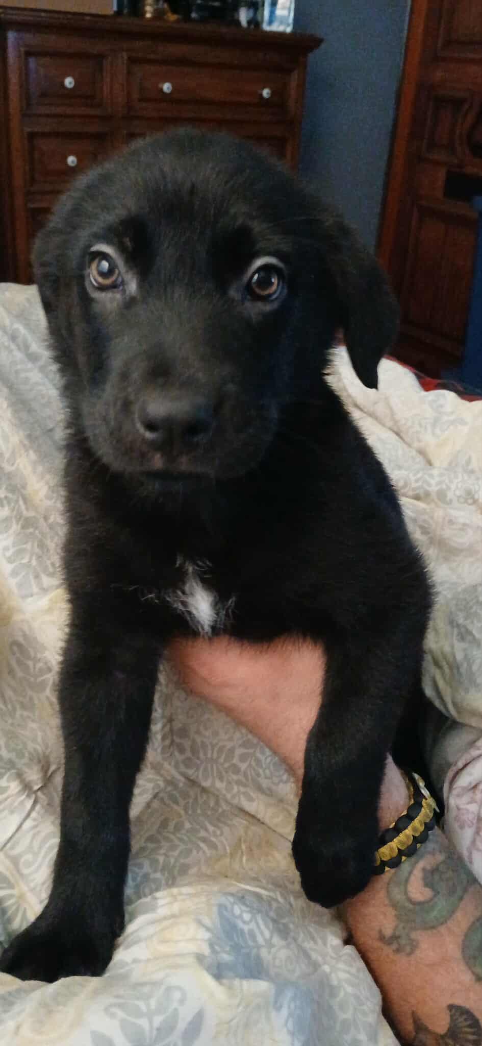 Enlarge Ursula, an adopted Mixed Breed in Kenosha, WI image 4/6