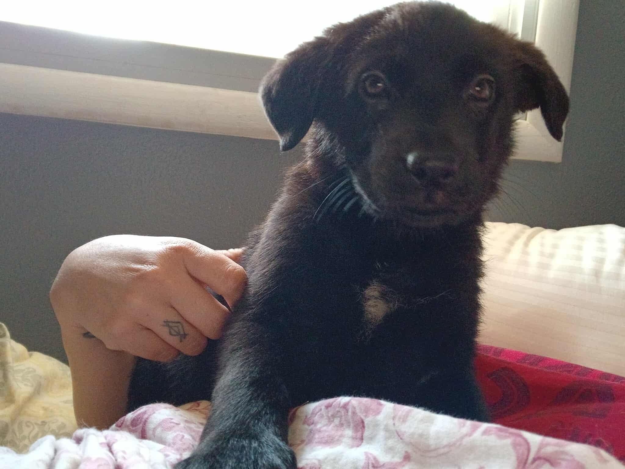 Enlarge Ursula, an adopted Mixed Breed in Kenosha, WI image 6/6