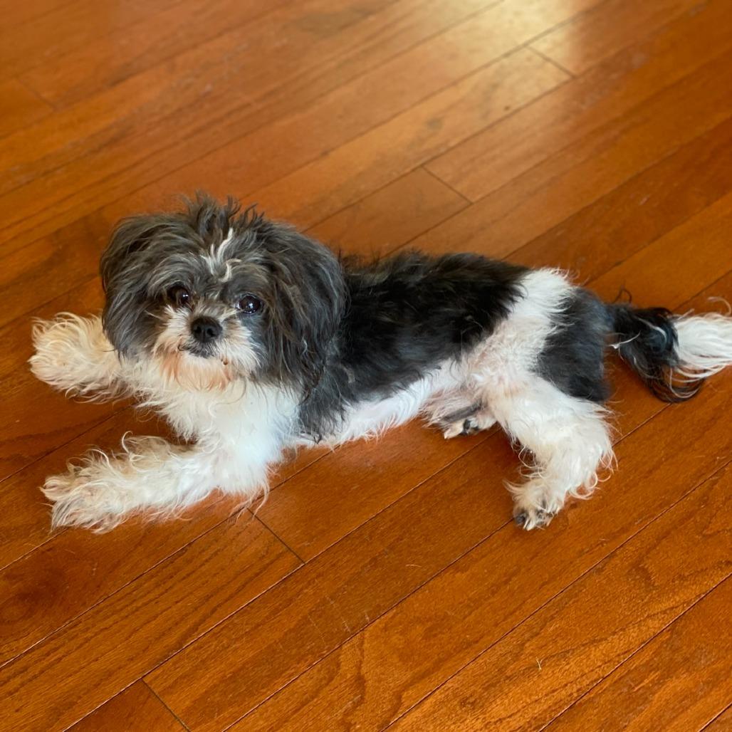 Pickles 11-1814, Adoptable, Adult Male Shih Tzu.