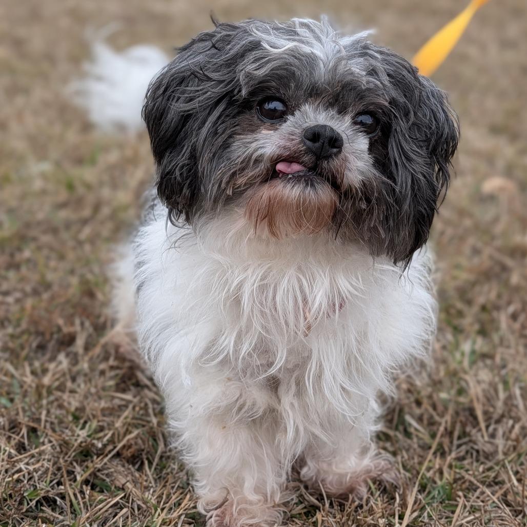 Enlarge Pickles 11-1814, a Adoptable Shih Tzu in Tyrone, GA image 2/5
