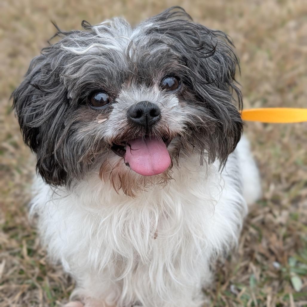 Enlarge Pickles 11-1814, a Adoptable Shih Tzu in Tyrone, GA image 3/5