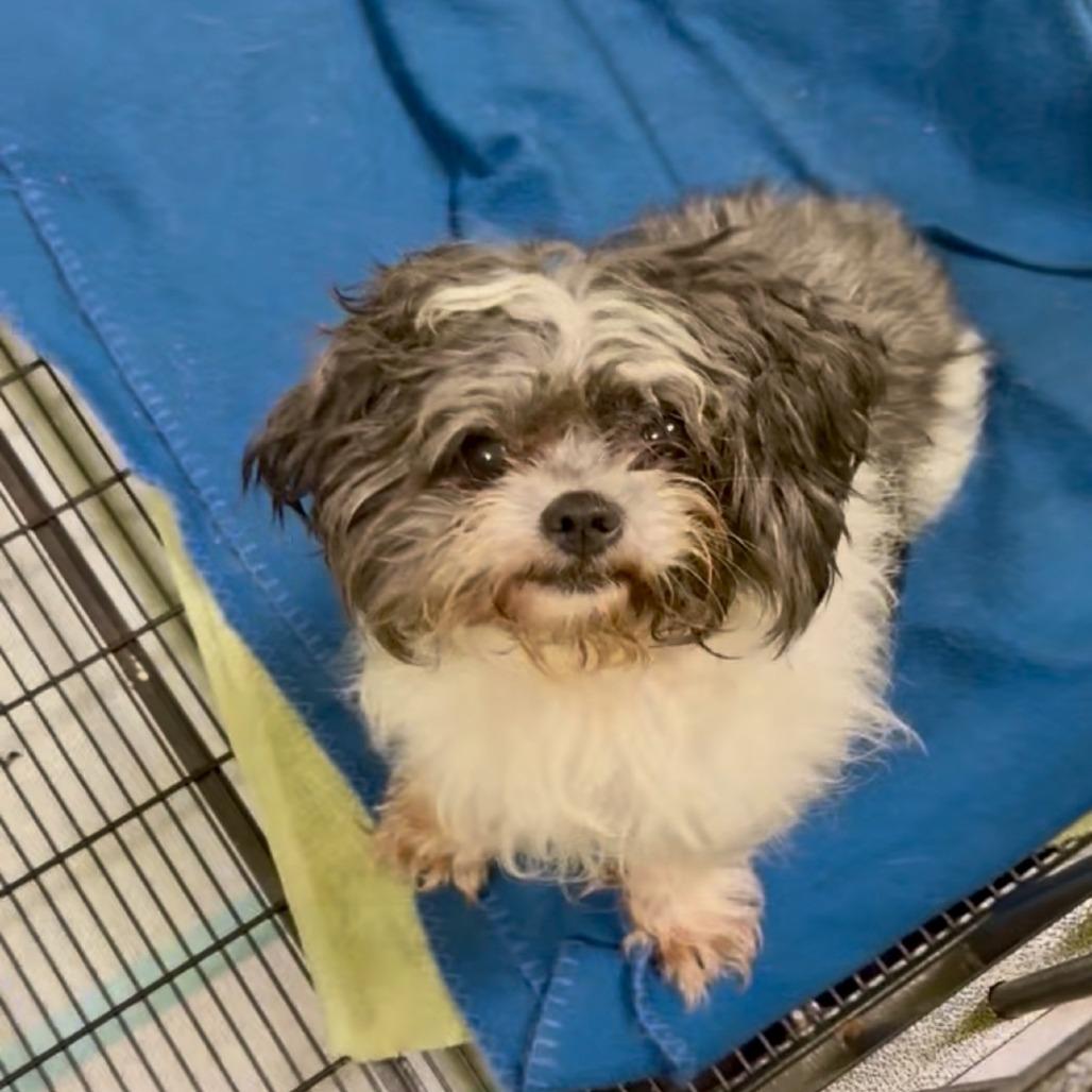 Enlarge Pickles 11-1814, a Adoptable Shih Tzu in Tyrone, GA image 5/5