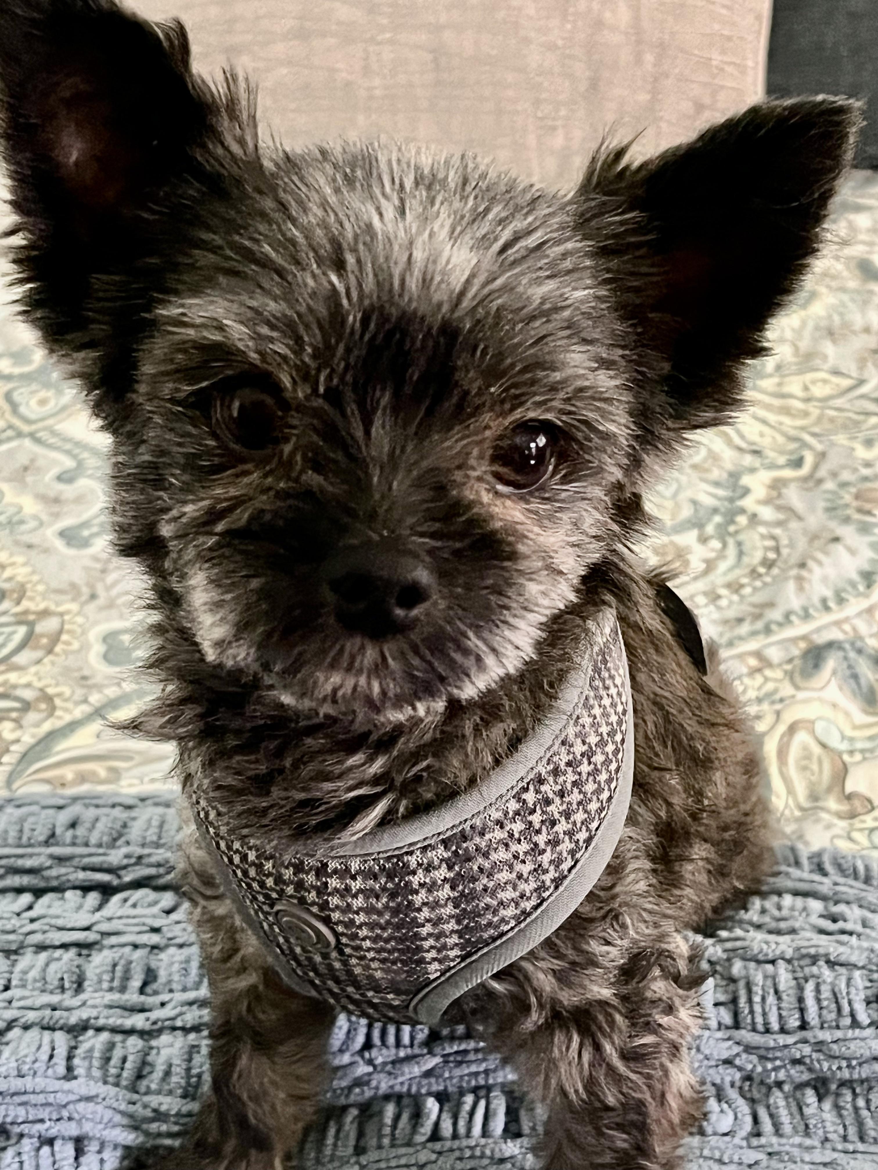 Rocky'n Roll, Adopted, Adult Male Yorkshire Terrier.