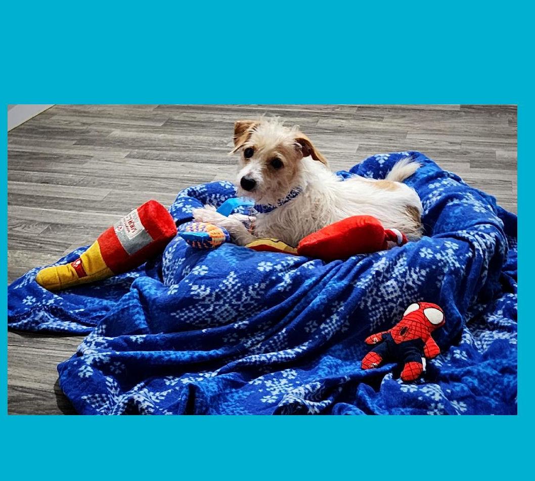 Enlarge Tater  , a ADOPTABLE mixed breed in Lake Geneva, WI image 2/5