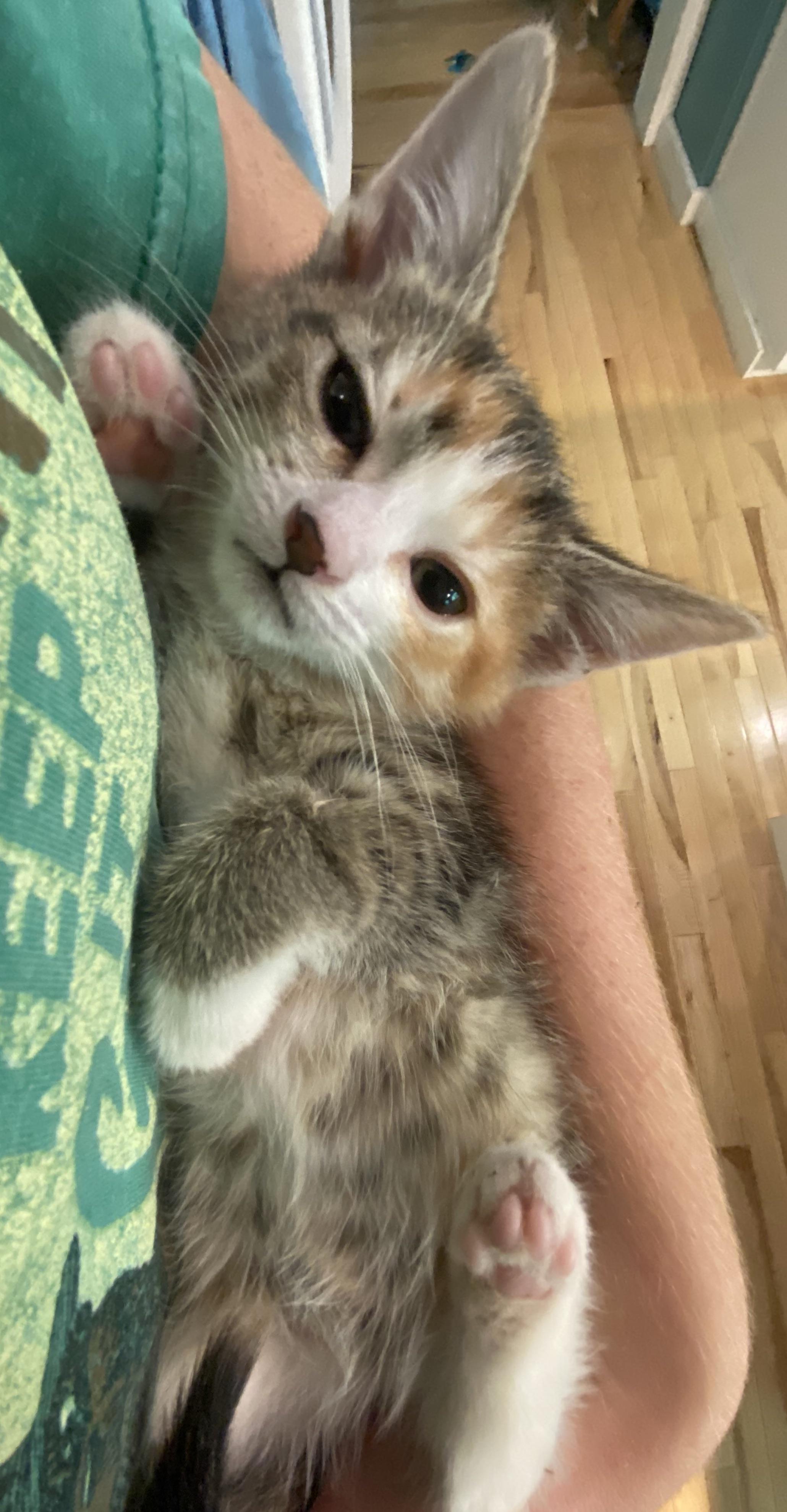 Amaranth, Baby Female Domestic Short Hair