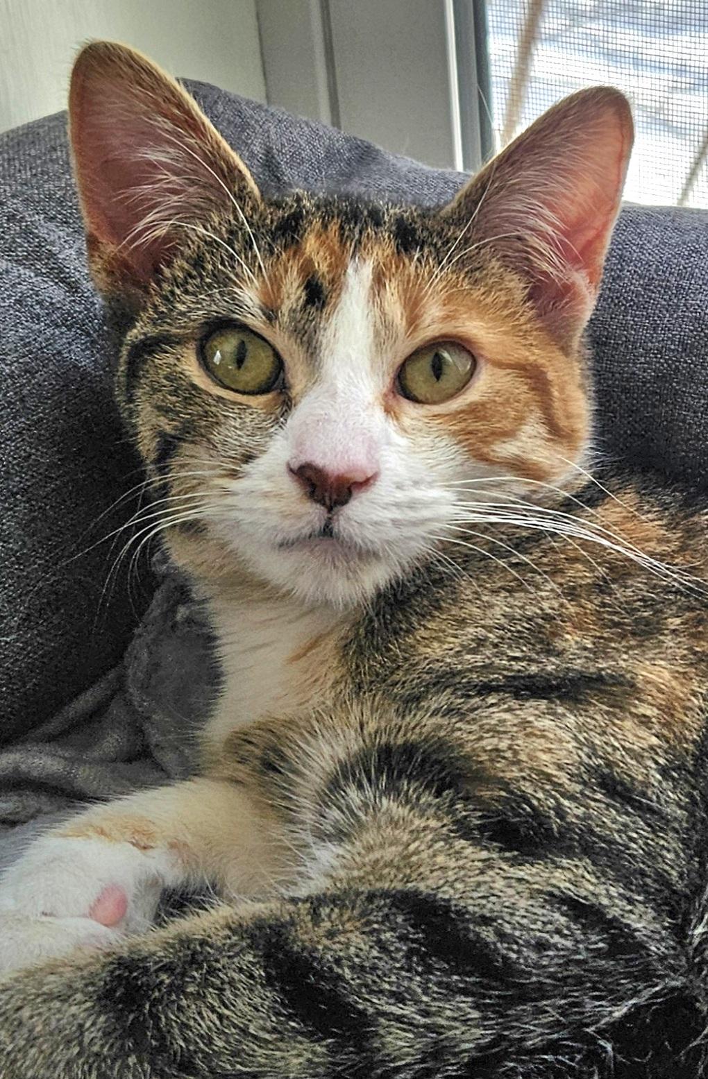 Enlarge Amaranth, a Adoptable Domestic Short Hair in Washburn, WI image 1/1