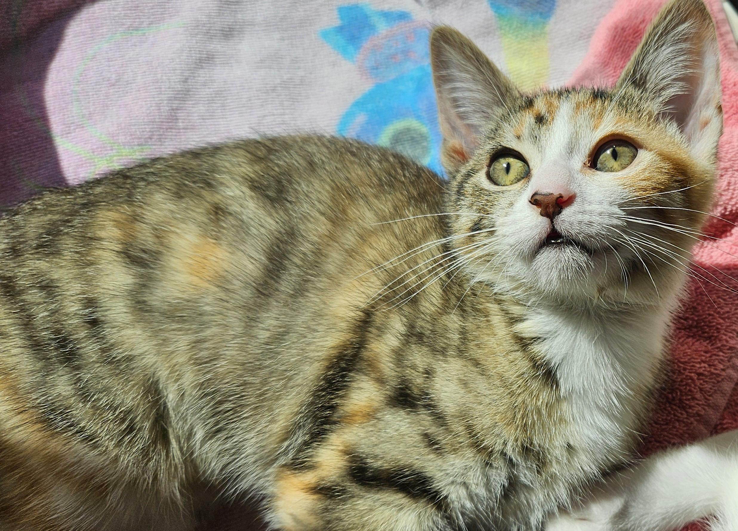 Enlarge Amaranth, a Adoptable Domestic Short Hair in Washburn, WI image 1/1