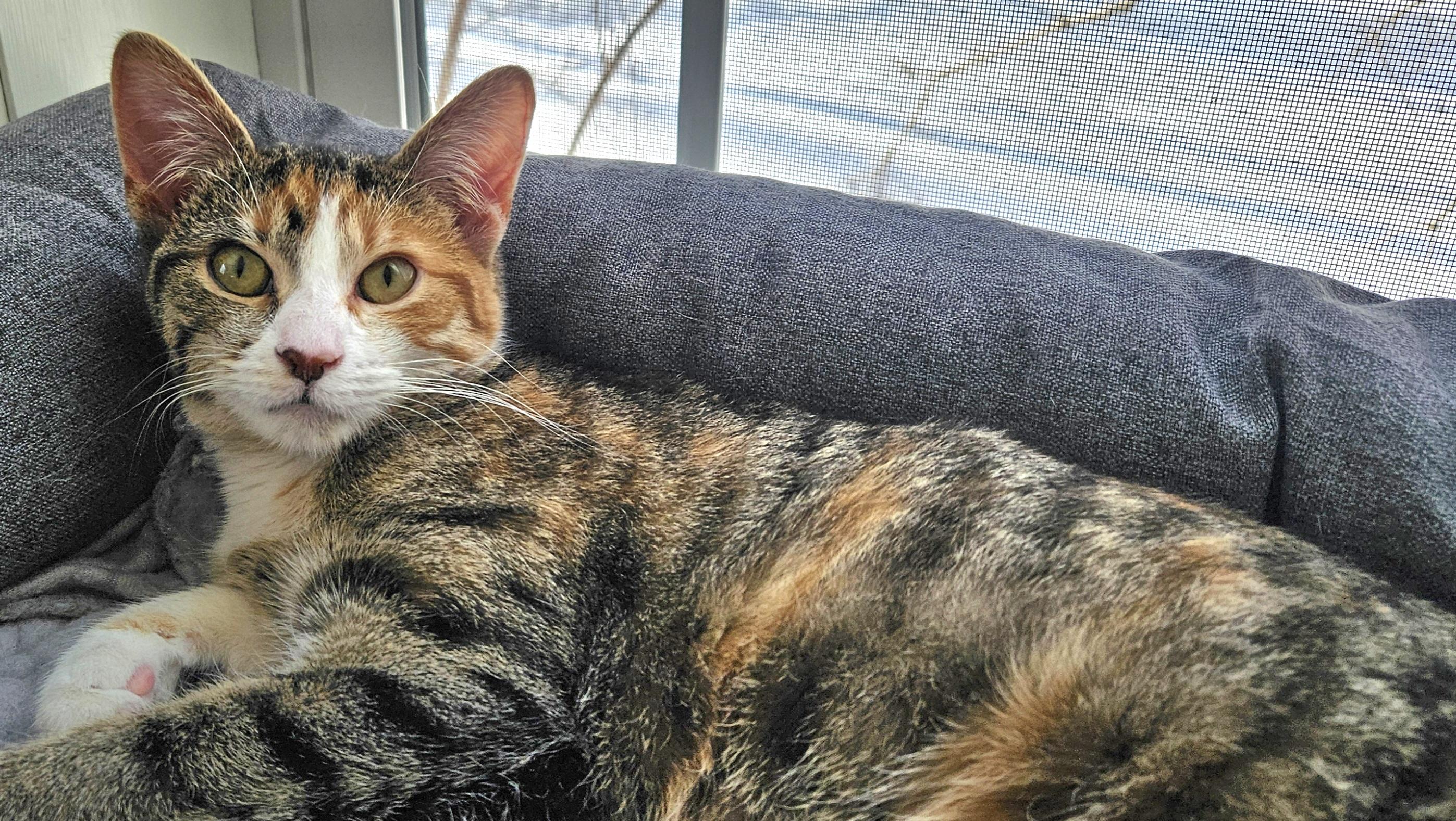 Enlarge Amaranth, a Adoptable Domestic Short Hair in Washburn, WI image 1/1